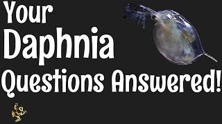 Daphnia Questions Answered [upl. by Arty]