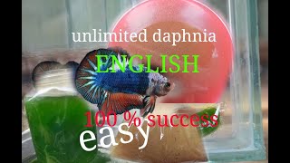 daphnia moina culture Easy way Unlimited production English  with sub Green water Chlorella [upl. by Ehcar495]