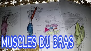 Cours danatomie  les muscles du bras [upl. by Peltier]