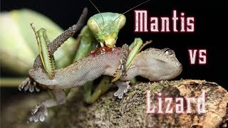 Praying Mantis eats a still living lizard [upl. by Harden]