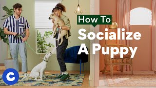 How To Socialize a Puppy  Chewtorials [upl. by Atinyl574]