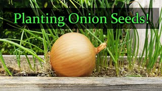 Planting Onion Seeds For Beginners [upl. by Corell]