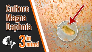 How to culture DAPHNIA MAGNA  The easy way [upl. by Couture]