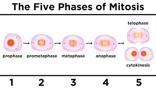 Mitosis How One Cell Becomes Two [upl. by Tarkany710]