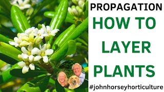 HOW TO PROPAGATE PITTOSPORUM TOBIRA BY LAYERING  LAYERING PITTOSPORUM [upl. by Pulcheria]