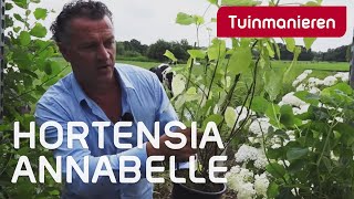 Hortensia Annabelle snoeien hoe doe je dat  Tuinmanieren [upl. by Dickie304]