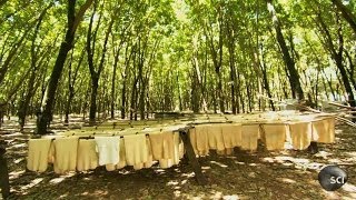 Natural Rubber  How Its Made [upl. by Ahsillek]