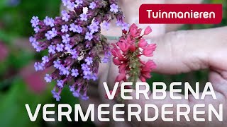 IJzerhard vermeerderen Hoe doe je dat  Tuinieren in de herfst  Tuinmanieren [upl. by Noemi388]