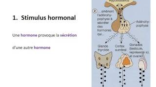 ENDOCRINOLOGIE Contrôle du système endocrinien [upl. by Hajin]