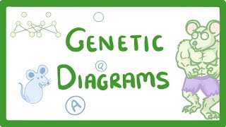 GCSE Biology  Genetic Diagrams 73 [upl. by Annekam]