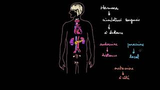 Introduction au système endocrinien [upl. by Namron]