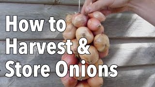 How to Harvest and Store Onions [upl. by Loni]