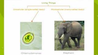 An Introduction To Unicellular And Multicellular Organisms [upl. by Gnep891]