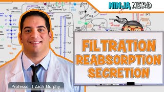 Renal  Filtration Reabsorption and Secretion Overview [upl. by Wini]