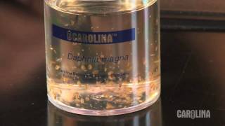 How to Care for Daphnia [upl. by Seldun]