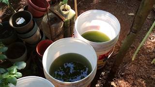 How to grow Green Water Algae [upl. by Thessa]