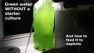 Green Water WITHOUT a Starter Culture  From Scratch  How To [upl. by Odelinda]