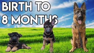 German Shepherd GROWING up  BIRTH to 8 MONTHS [upl. by Kenlee]