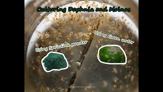 How To Culture Daphnia and Moinas using Green Water Spirulina powder [upl. by Efthim]