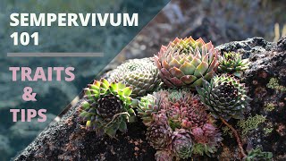 Sempervivum Hens amp Chicks Succulents  Care Tips amp Traits [upl. by Atiseret]