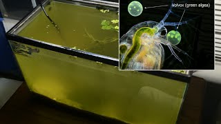 Raising Daphnia for the Freshwater Aquarium [upl. by Leverick]