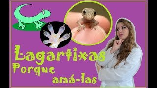 Lagartixas  Hoje é dia de Biologia ✿ [upl. by Nos]