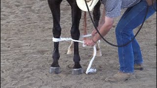 Hobbling Horses with Soft Cotton Training Hobbles Done SAFELY [upl. by Saudra38]