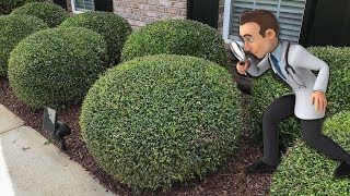 Trimming Round Ball Bushes [upl. by Nahtaoj]