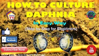 HOW TO CULTURE DAPHNIA In Easy Way [upl. by Nairim]