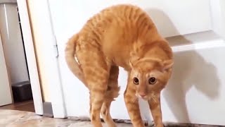 Funny Scaredy Cats Compilation  READ DESCRIPTION 👇🔥 [upl. by Palila]